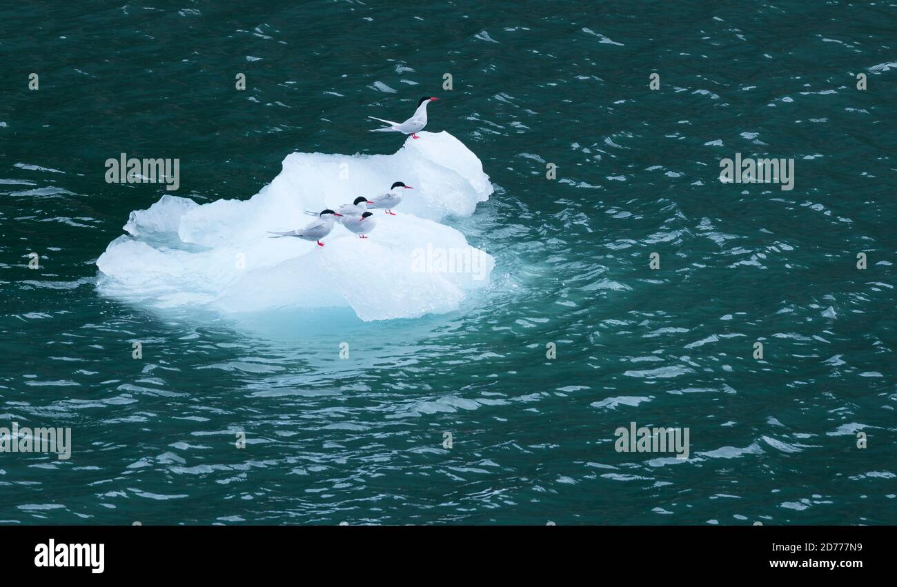 Seno de Agostini, canale di Beagle, catena montuosa di Darwin, Parco Nazionale Alberto de Agostini, Arcipelago Tierra del Fuego, Magallanes e Antar Cilena Foto Stock