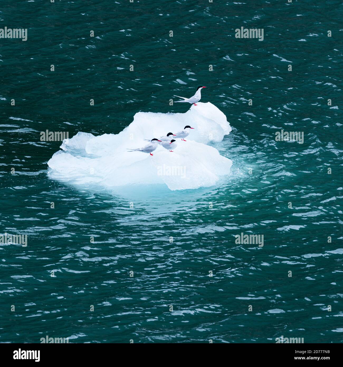 Seno de Agostini, canale di Beagle, catena montuosa di Darwin, Parco Nazionale Alberto de Agostini, Arcipelago Tierra del Fuego, Magallanes e Antar Cilena Foto Stock