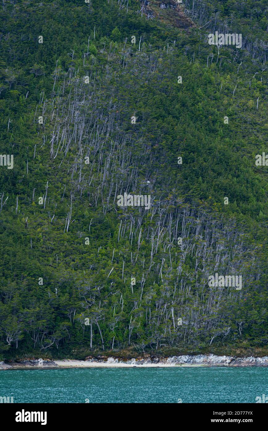 Foresta Magellanica, seno de Agostini, canale Beagle, catena montuosa Darwin, Parco Nazionale Alberto de Agostini, Arcipelago Tierra del Fuego, Magallane Foto Stock
