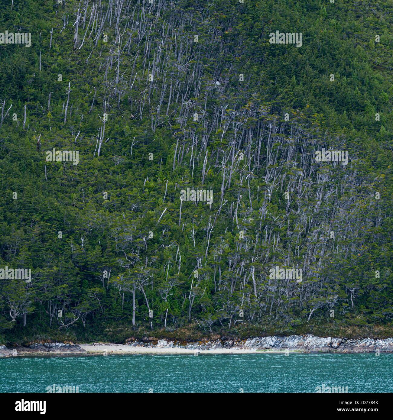 Foresta Magellanica, seno de Agostini, canale Beagle, catena montuosa Darwin, Parco Nazionale Alberto de Agostini, Arcipelago Tierra del Fuego, Magallane Foto Stock