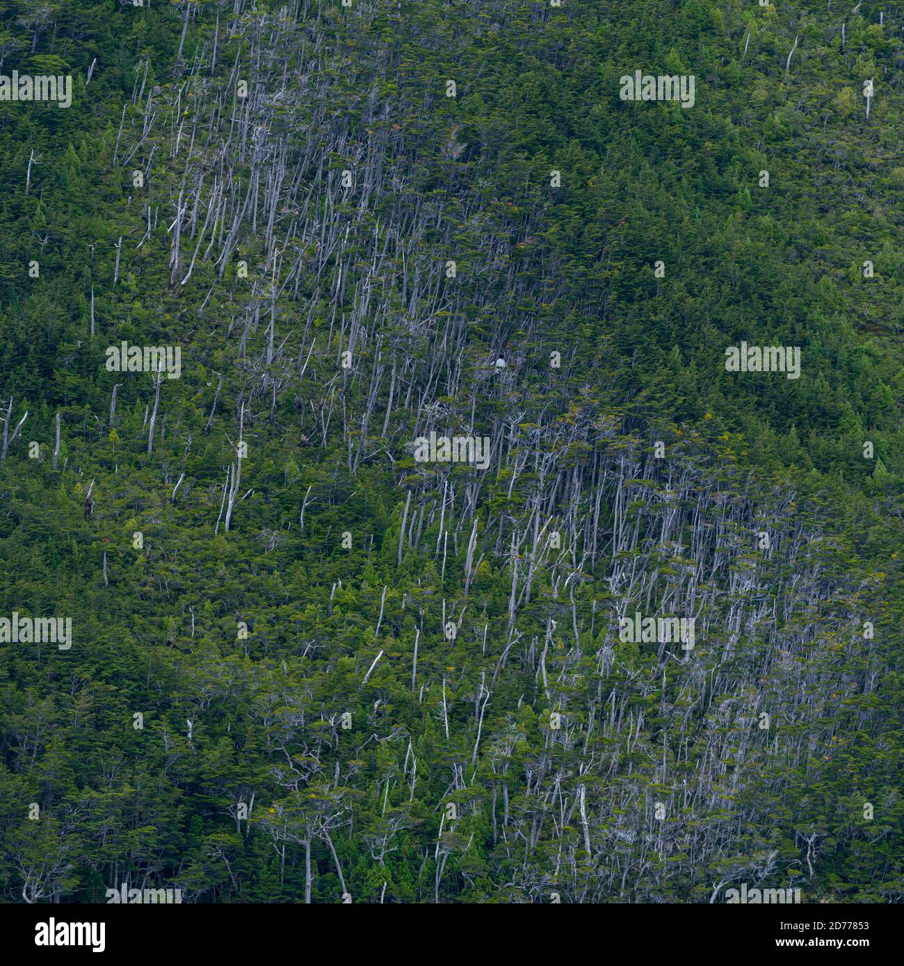 Foresta Magellanica, seno de Agostini, canale Beagle, catena montuosa Darwin, Parco Nazionale Alberto de Agostini, Arcipelago Tierra del Fuego, Magallane Foto Stock