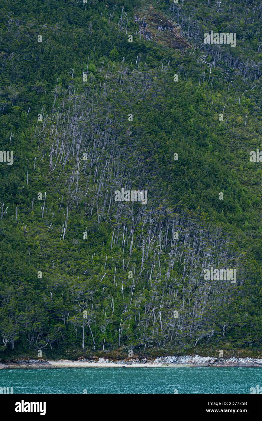 Foresta Magellanica, seno de Agostini, canale Beagle, catena montuosa Darwin, Parco Nazionale Alberto de Agostini, Arcipelago Tierra del Fuego, Magallane Foto Stock