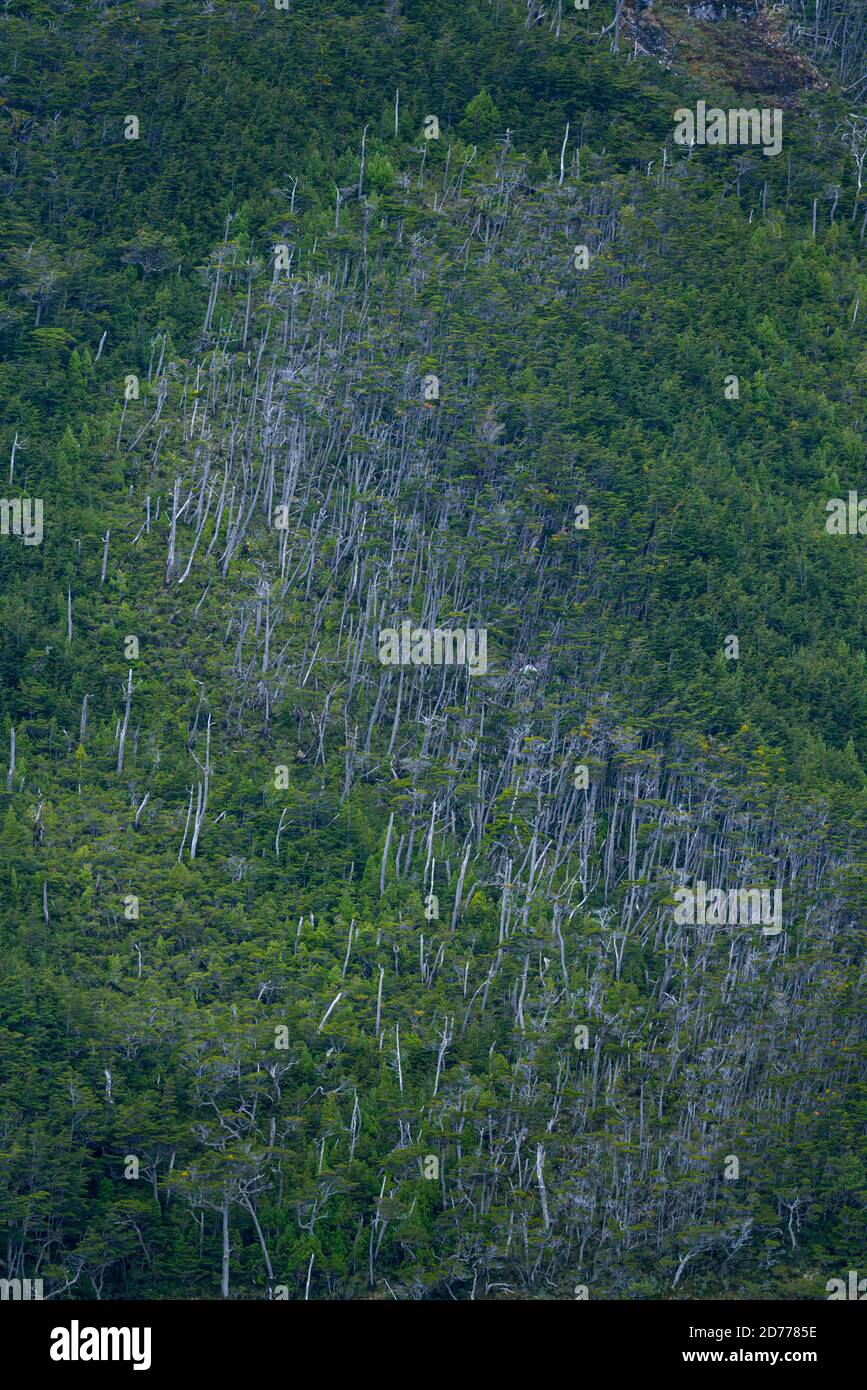 Foresta Magellanica, seno de Agostini, canale Beagle, catena montuosa Darwin, Parco Nazionale Alberto de Agostini, Arcipelago Tierra del Fuego, Magallane Foto Stock