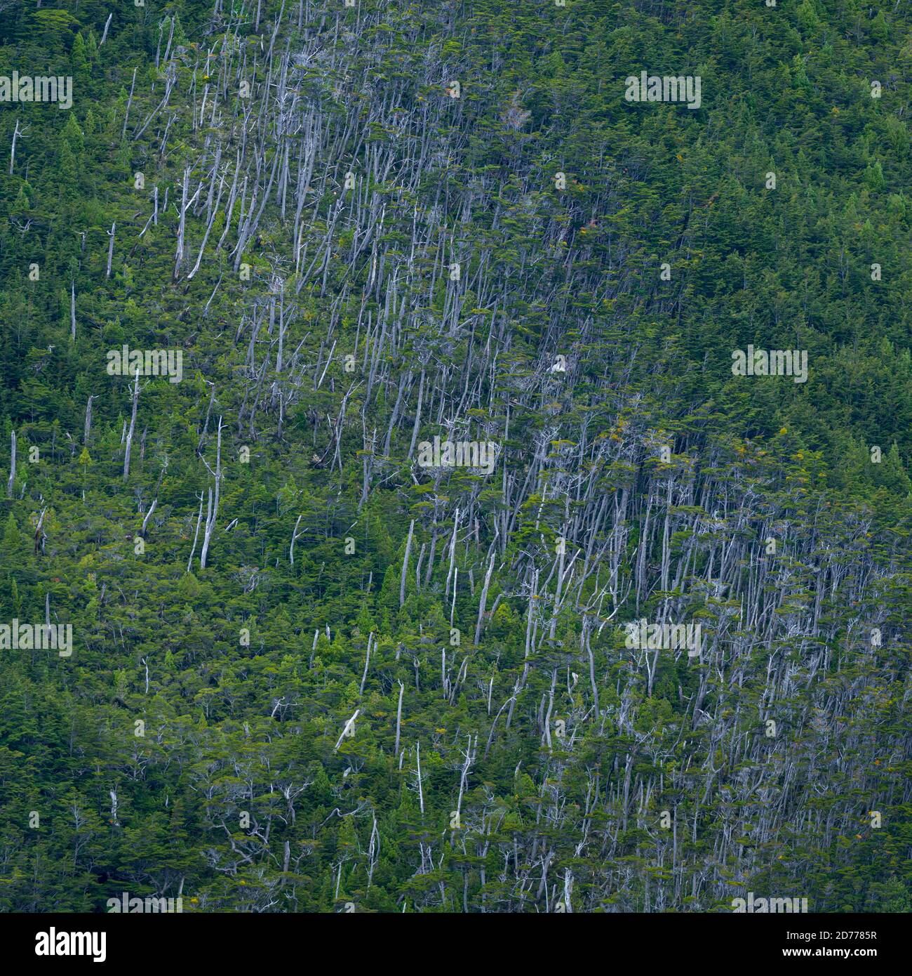 Foresta Magellanica, seno de Agostini, canale Beagle, catena montuosa Darwin, Parco Nazionale Alberto de Agostini, Arcipelago Tierra del Fuego, Magallane Foto Stock