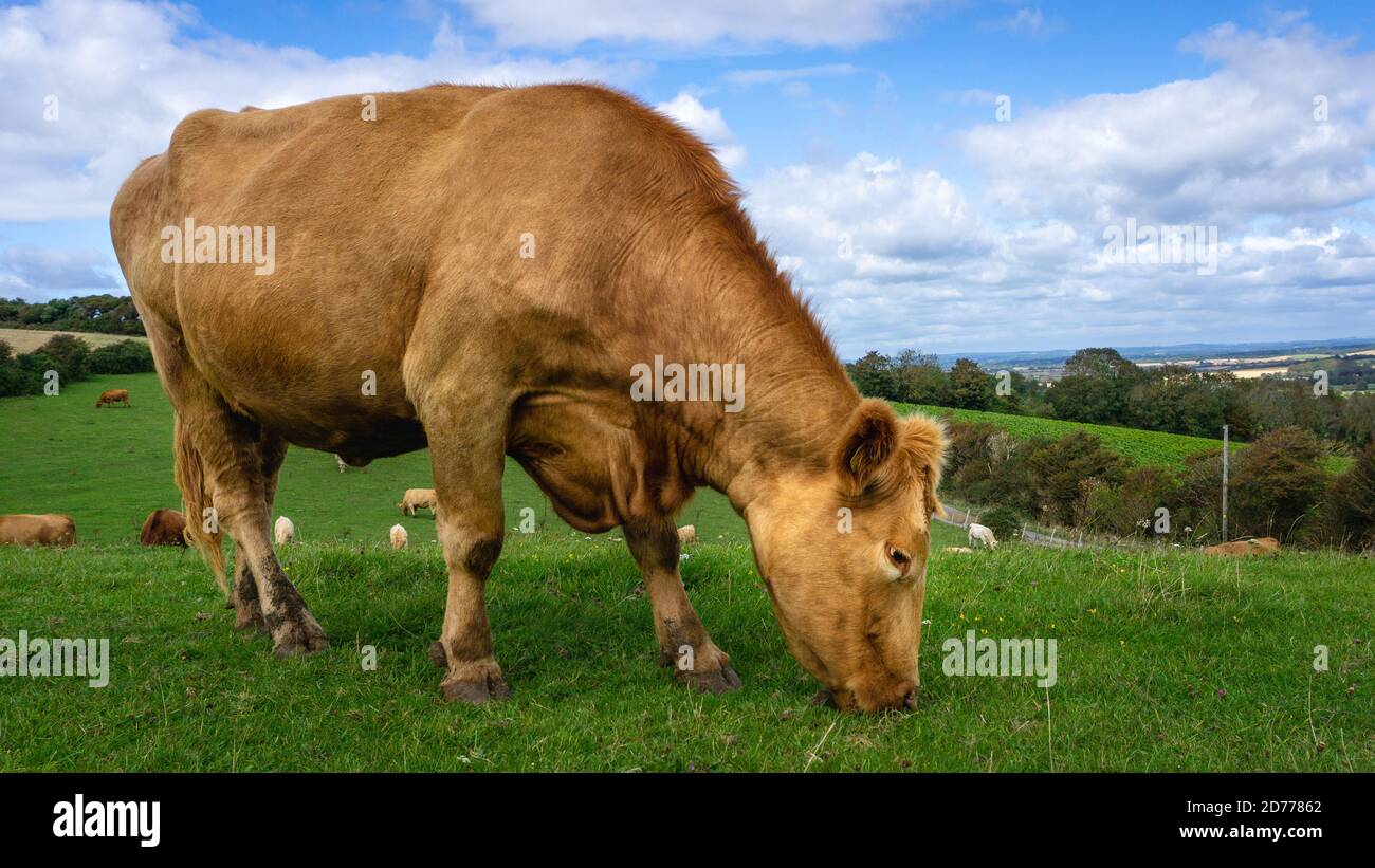 mucca da latte marrone solo in un campo verde con soffice nuvole bianche Foto Stock