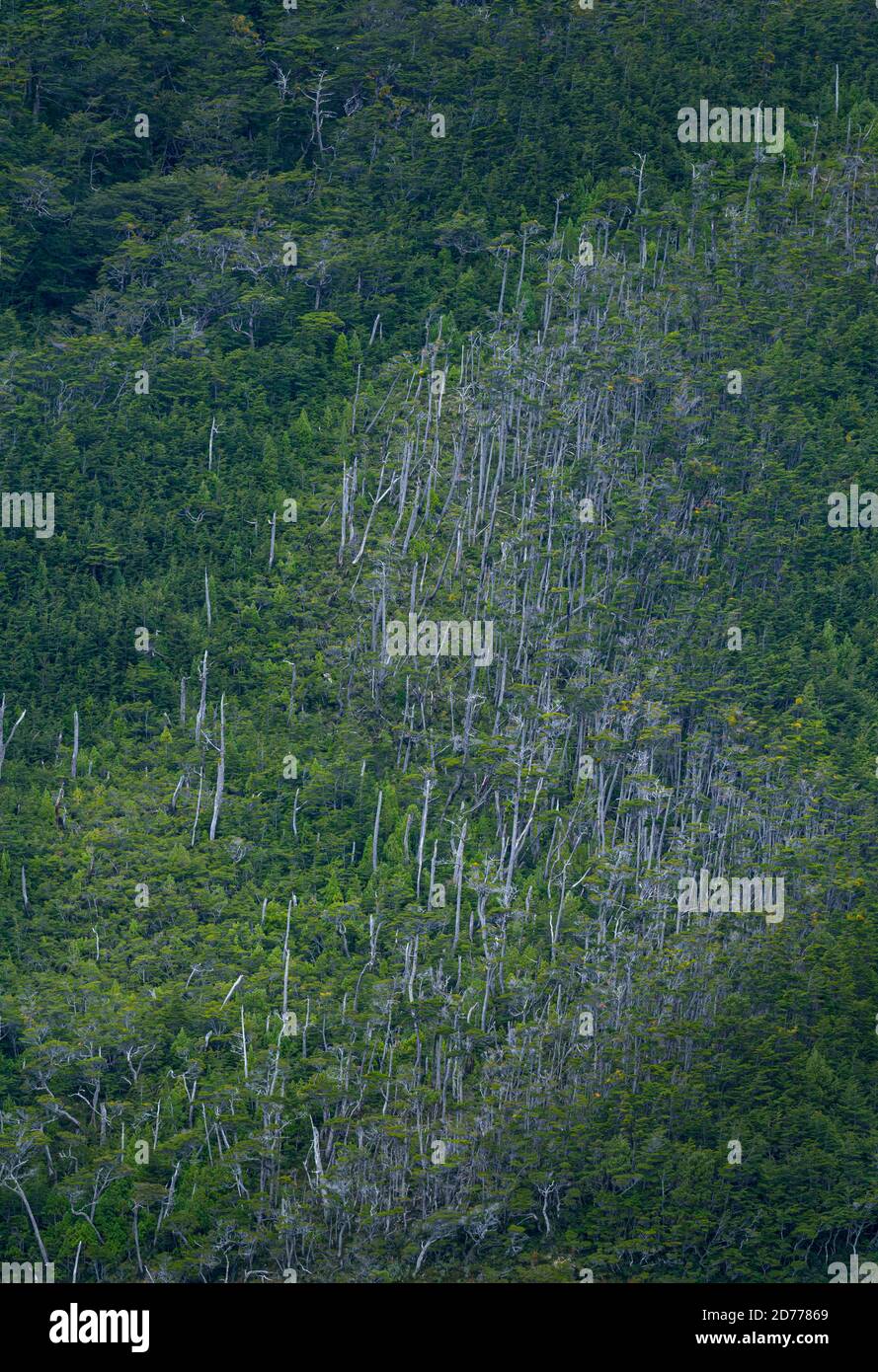 Foresta Magellanica, seno de Agostini, canale Beagle, catena montuosa Darwin, Parco Nazionale Alberto de Agostini, Arcipelago Tierra del Fuego, Magallane Foto Stock