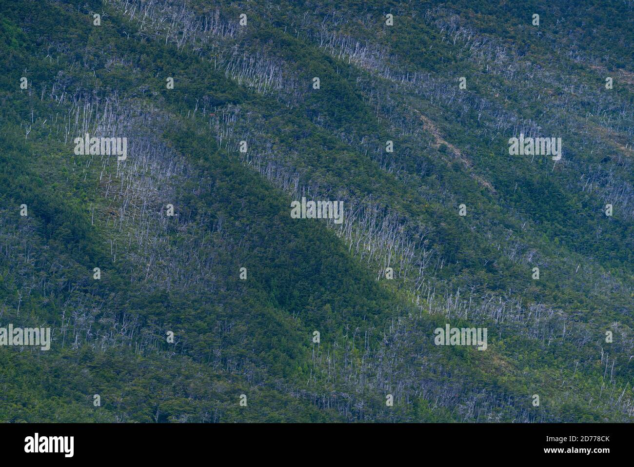Foresta Magellanica, seno de Agostini, canale Beagle, catena montuosa Darwin, Parco Nazionale Alberto de Agostini, Arcipelago Tierra del Fuego, Magallane Foto Stock