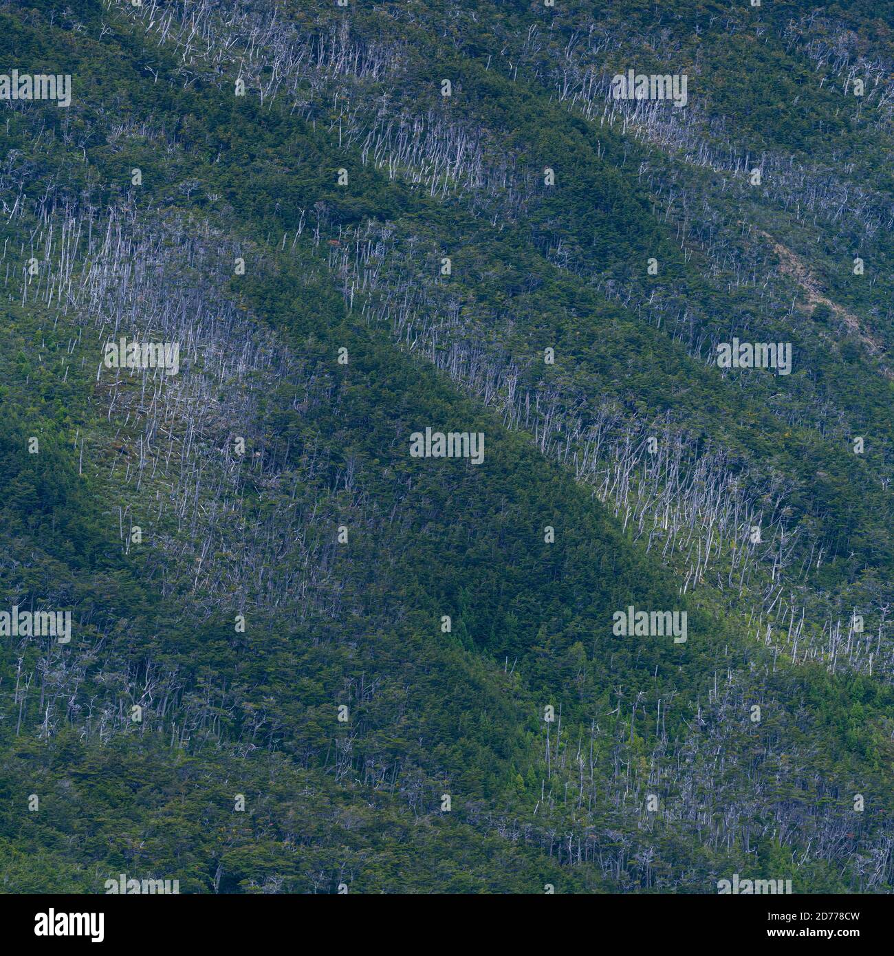 Foresta Magellanica, seno de Agostini, canale Beagle, catena montuosa Darwin, Parco Nazionale Alberto de Agostini, Arcipelago Tierra del Fuego, Magallane Foto Stock