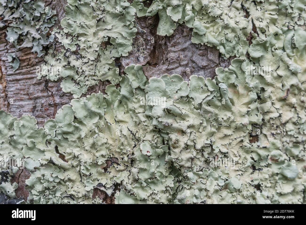 Superficie di tronco di albero coperto con licheni fogliosi verde pallido che crescono sulla corteccia. Licheni inglesi, licheni piatti lievitati, ricoperti di licheni. Foto Stock