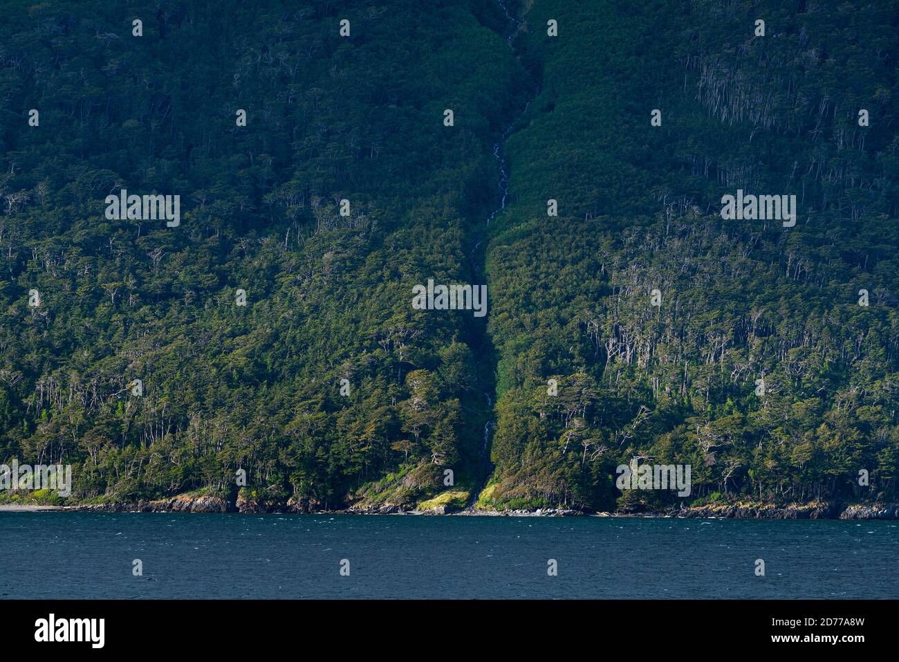 Foresta Magellanica, canale di Beagle, catena montuosa di Darwin, Parco Nazionale Alberto de Agostini, Arcipelago Tierra del Fuego, Magallanes e Ana Cilena Foto Stock