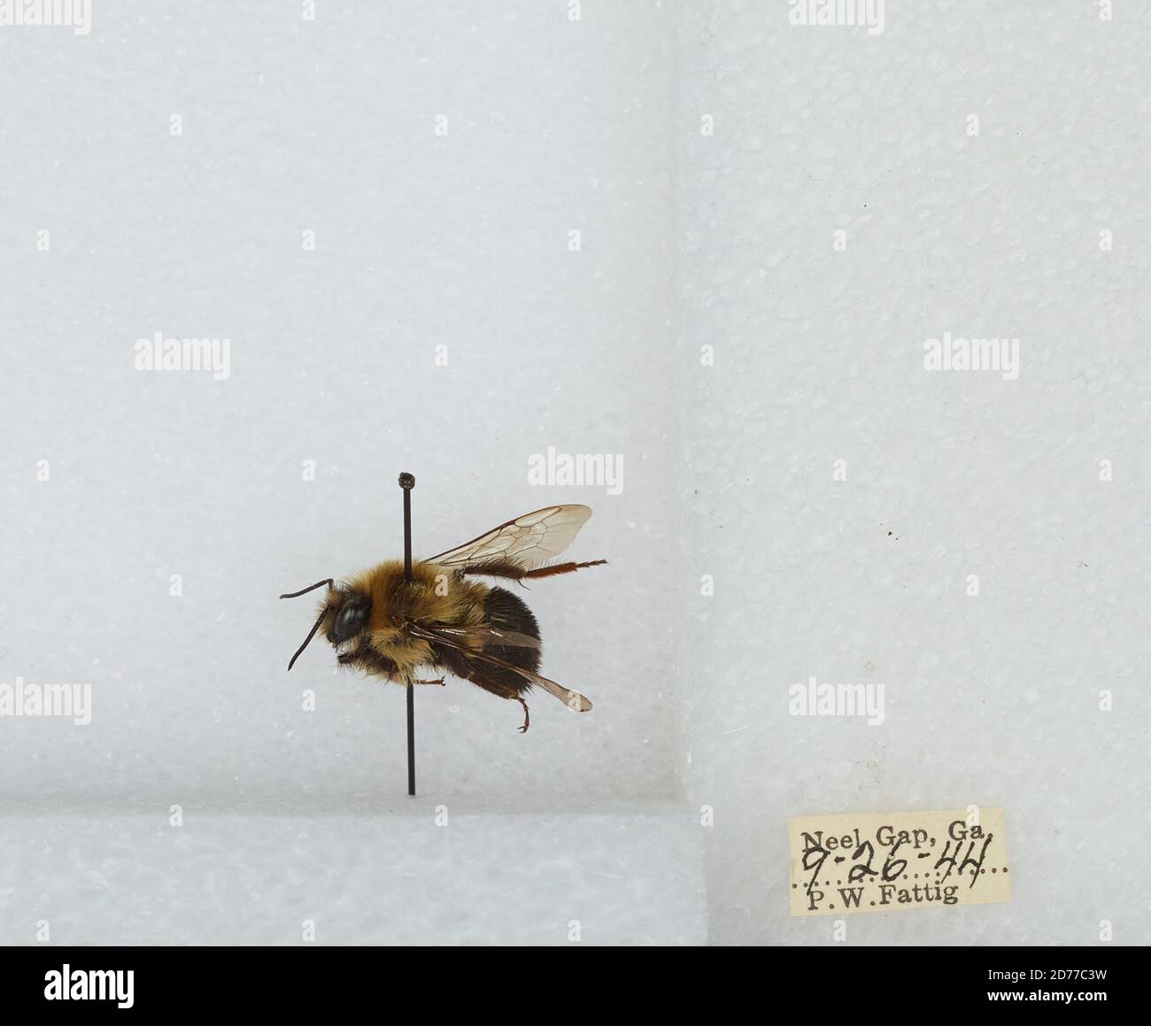 Neels Gap, Union, Georgia, Stati Uniti, Bombus (Pyrobombus) impaziens Cresson, 1863, Animalia, Arthropoda, Insecta, Hymenoptera, Apidi, Aspinae Foto Stock