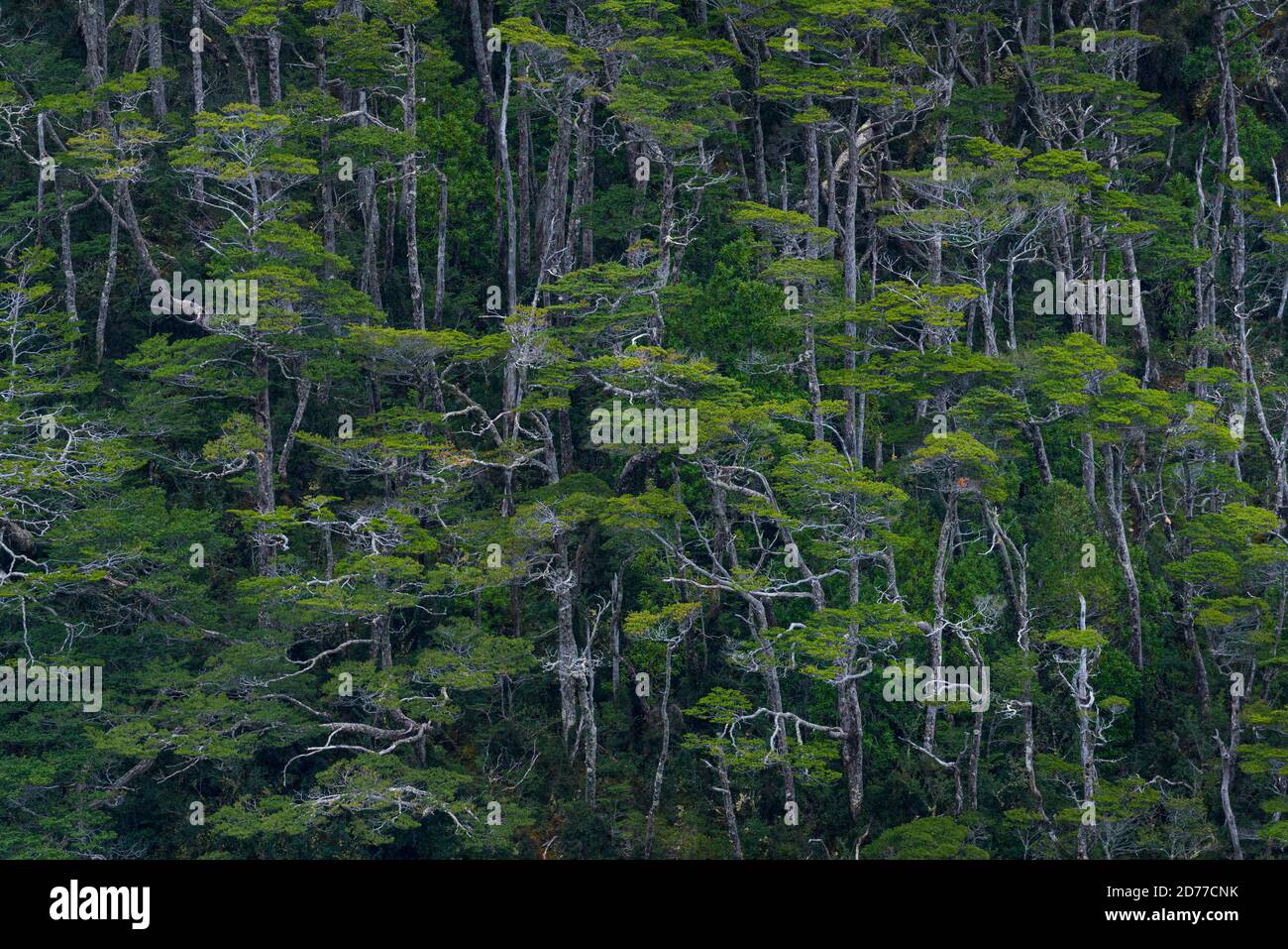 Foresta Magellanica, seno de Agostini, canale Beagle, catena montuosa Darwin, Parco Nazionale Alberto de Agostini, Arcipelago Tierra del Fuego, Magallane Foto Stock