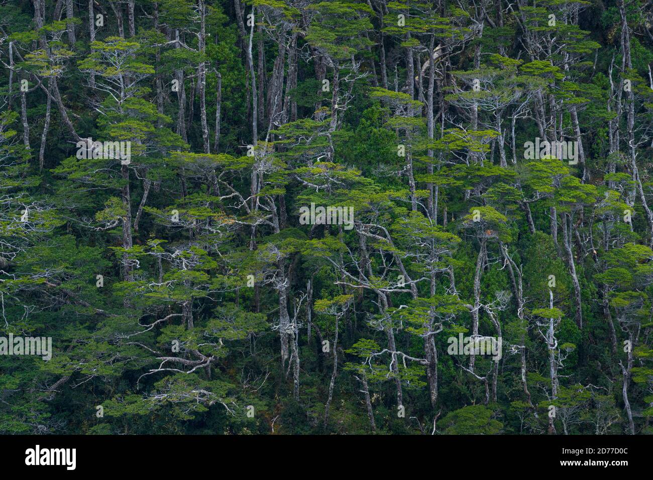 Foresta Magellanica, seno de Agostini, canale Beagle, catena montuosa Darwin, Parco Nazionale Alberto de Agostini, Arcipelago Tierra del Fuego, Magallane Foto Stock