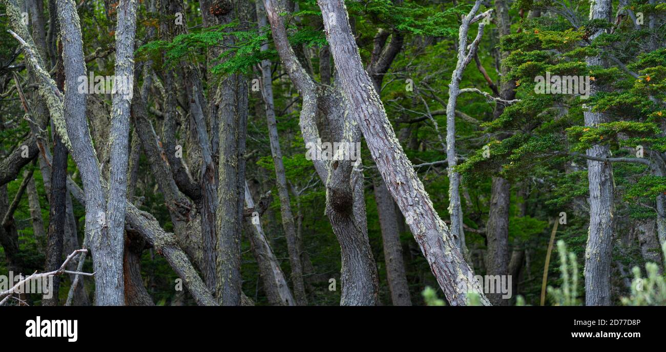 Lenga albero, Notofagus pumilio, Baia di Wulaia, Isola Navarino, canale di Murray, canale di Beagle, Arcipelago di Tierra del Fuego, Magallanes e Ata Cilena Foto Stock