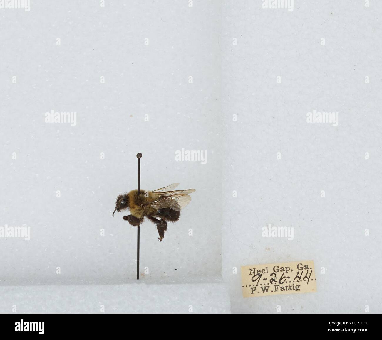 Neels Gap, Union, Georgia, Stati Uniti, Bombus (Pyrobombus) impaziens Cresson, 1863, Animalia, Arthropoda, Insecta, Hymenoptera, Apidi, Aspinae Foto Stock