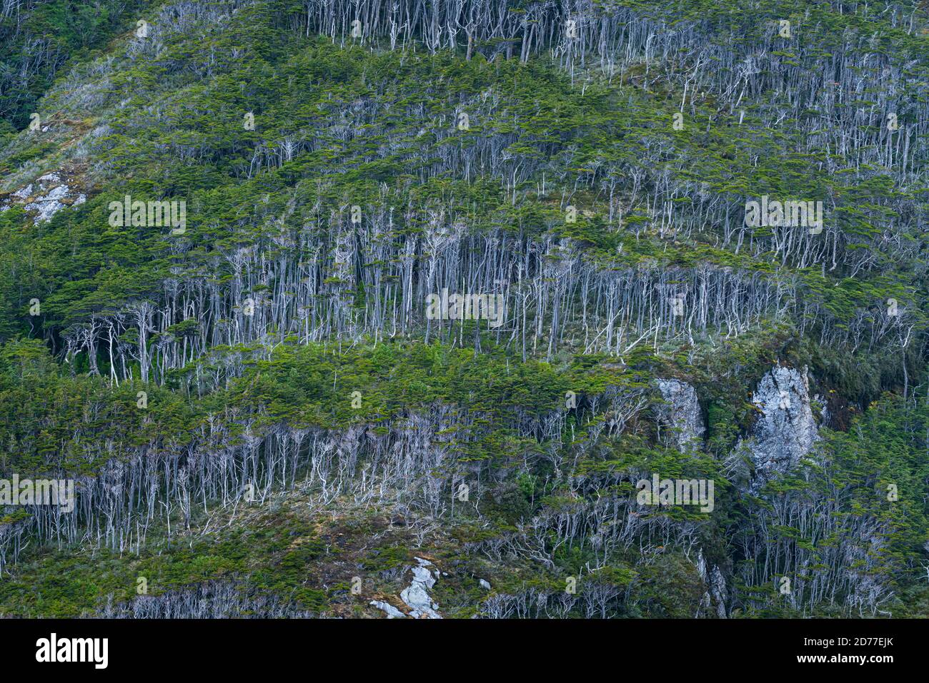 Foresta Magellanica, seno de Agostini, canale Beagle, catena montuosa Darwin, Parco Nazionale Alberto de Agostini, Arcipelago Tierra del Fuego, Magallane Foto Stock