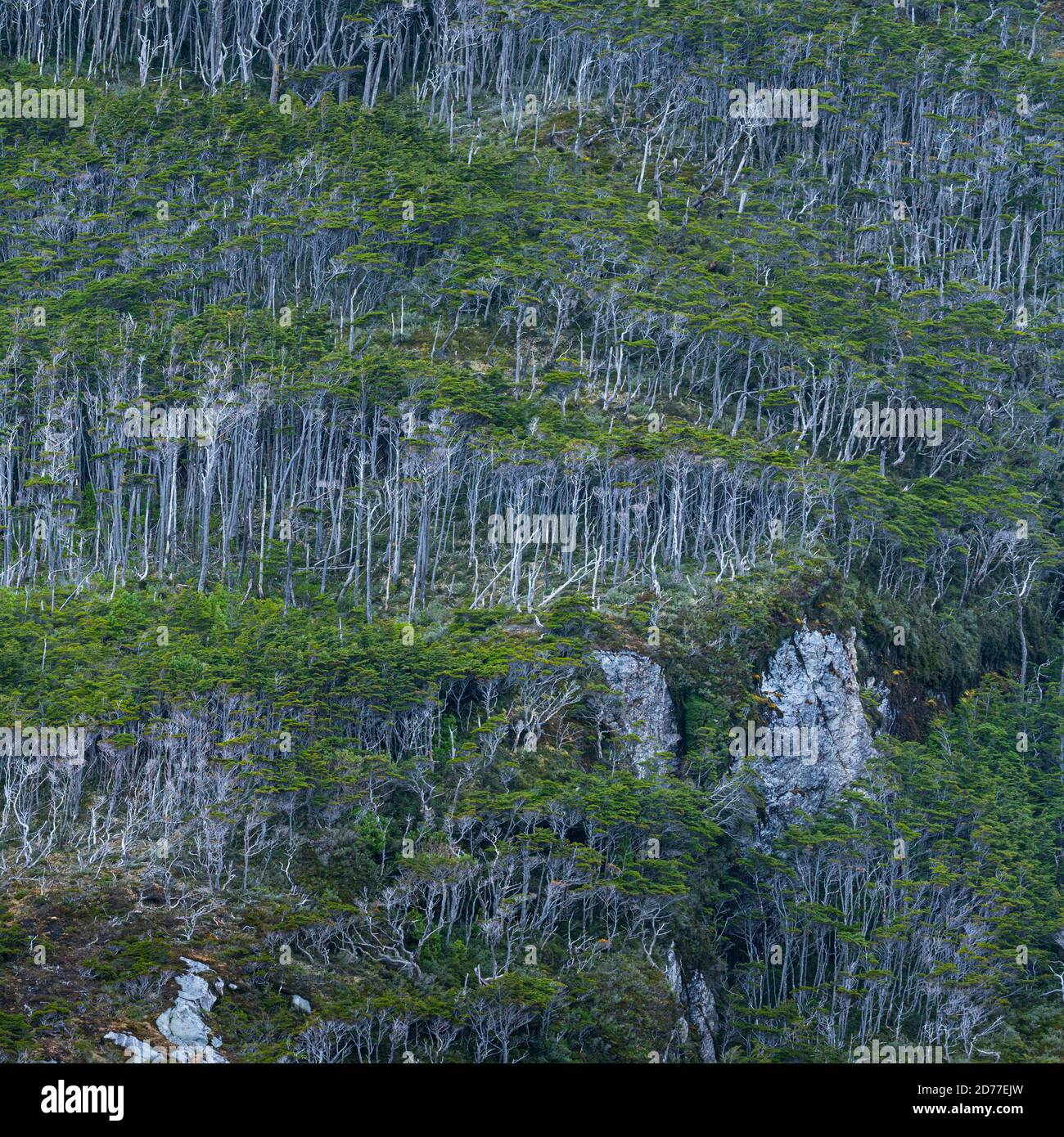 Foresta Magellanica, seno de Agostini, canale Beagle, catena montuosa Darwin, Parco Nazionale Alberto de Agostini, Arcipelago Tierra del Fuego, Magallane Foto Stock