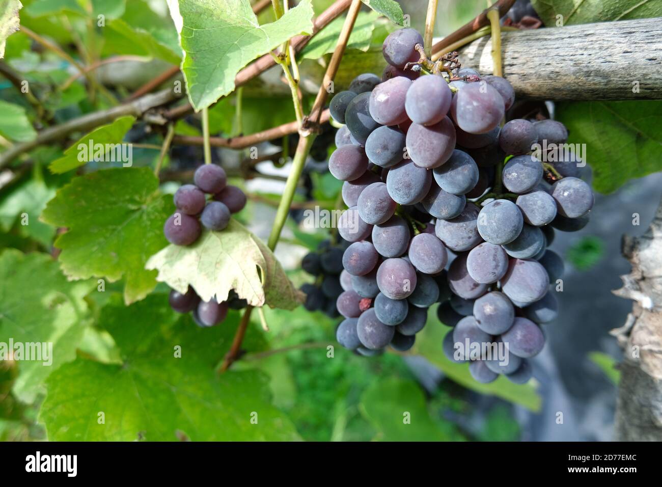 Ramo vitigno su una coltivazione vinicola in Toscana.vino biologico agricolo produzione Foto Stock