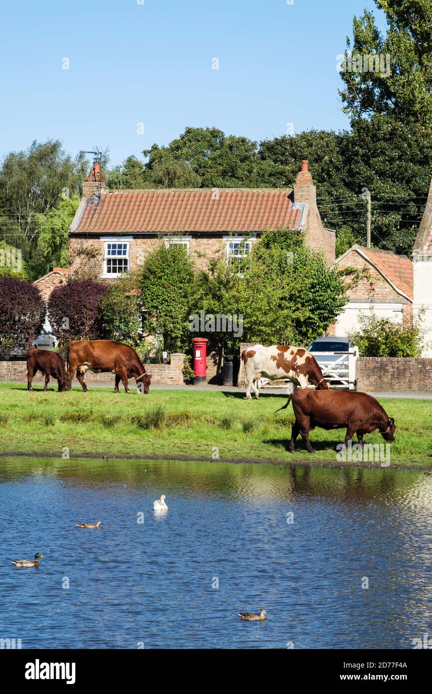 Free gamma bestiame pascolo da laghetto di anatra su un villaggio verde. Nun Monkton, York, North Yorkshire, Inghilterra, Regno Unito, Gran Bretagna Foto Stock