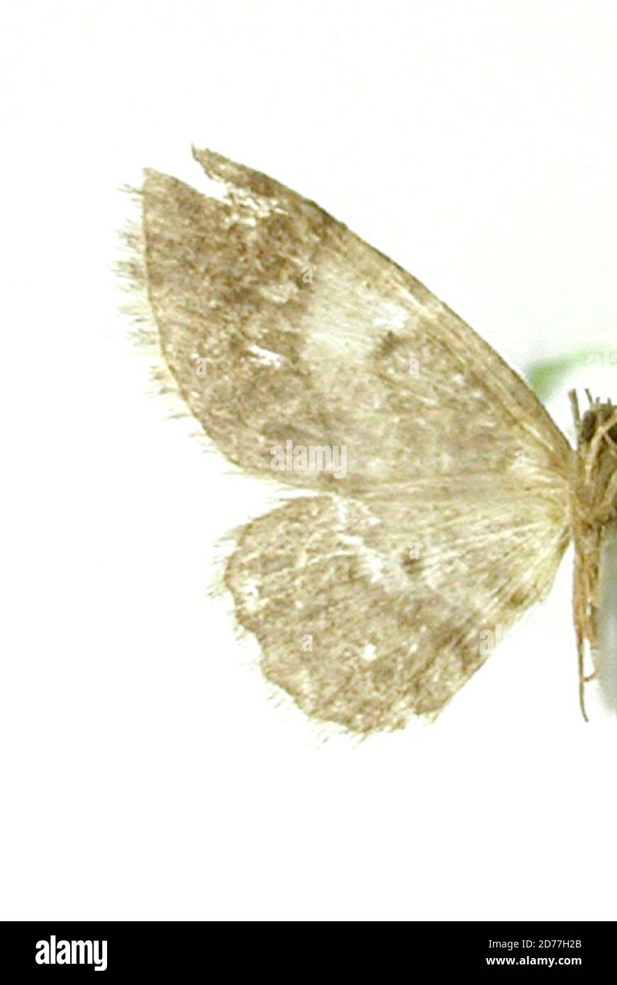 Pinned, environs de Loja, Ecuador, Ecuador, Boarmia enana Dognin, 1895, Animalia, Arthropoda, Insecta, Lepidoptera, Geometridae, Ennominae Foto Stock