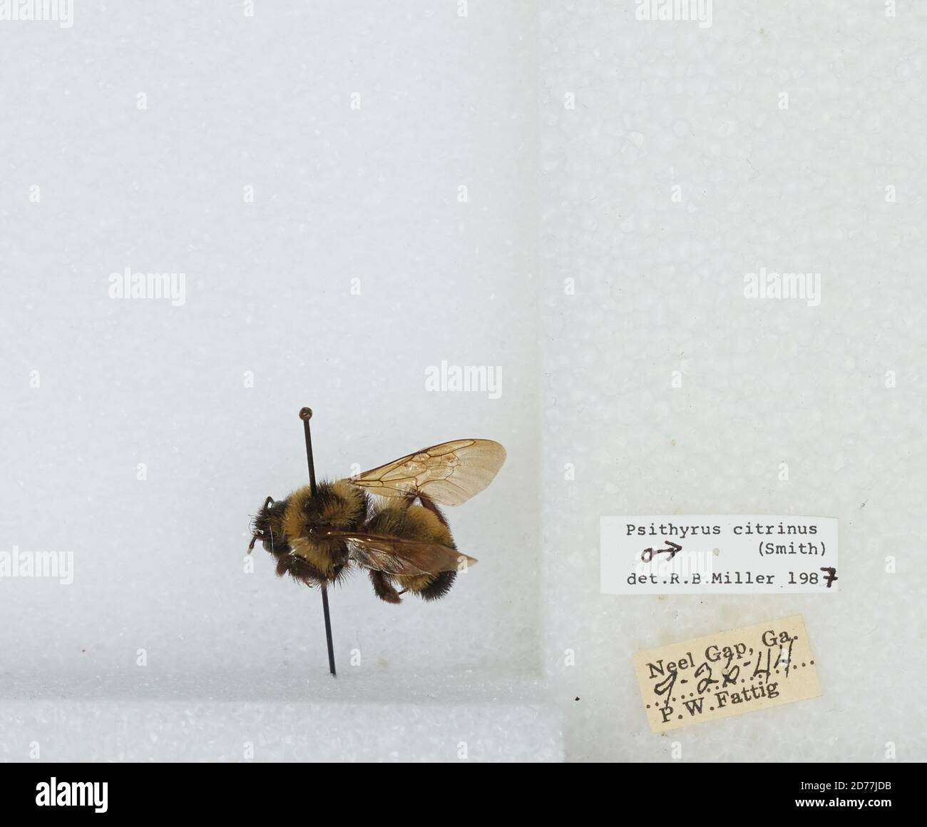 Neels Gap, Georgia, Stati Uniti, Bombus (Psithyrus) citrinus (Smith, 1873), Animalia, Arthropoda, Insecta, Hymenoptera, Apide, Apiae Foto Stock