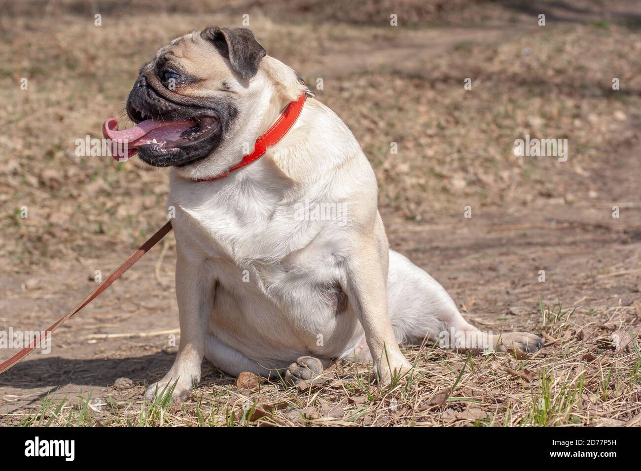 Il Pug grasso è seduto nella foresta in una posa divertente. Bocca aperta e lingua lunga. Guarda di lato. Colletto in pelle rossa e guinzaglio marrone. Spazio di copia. Foto Stock