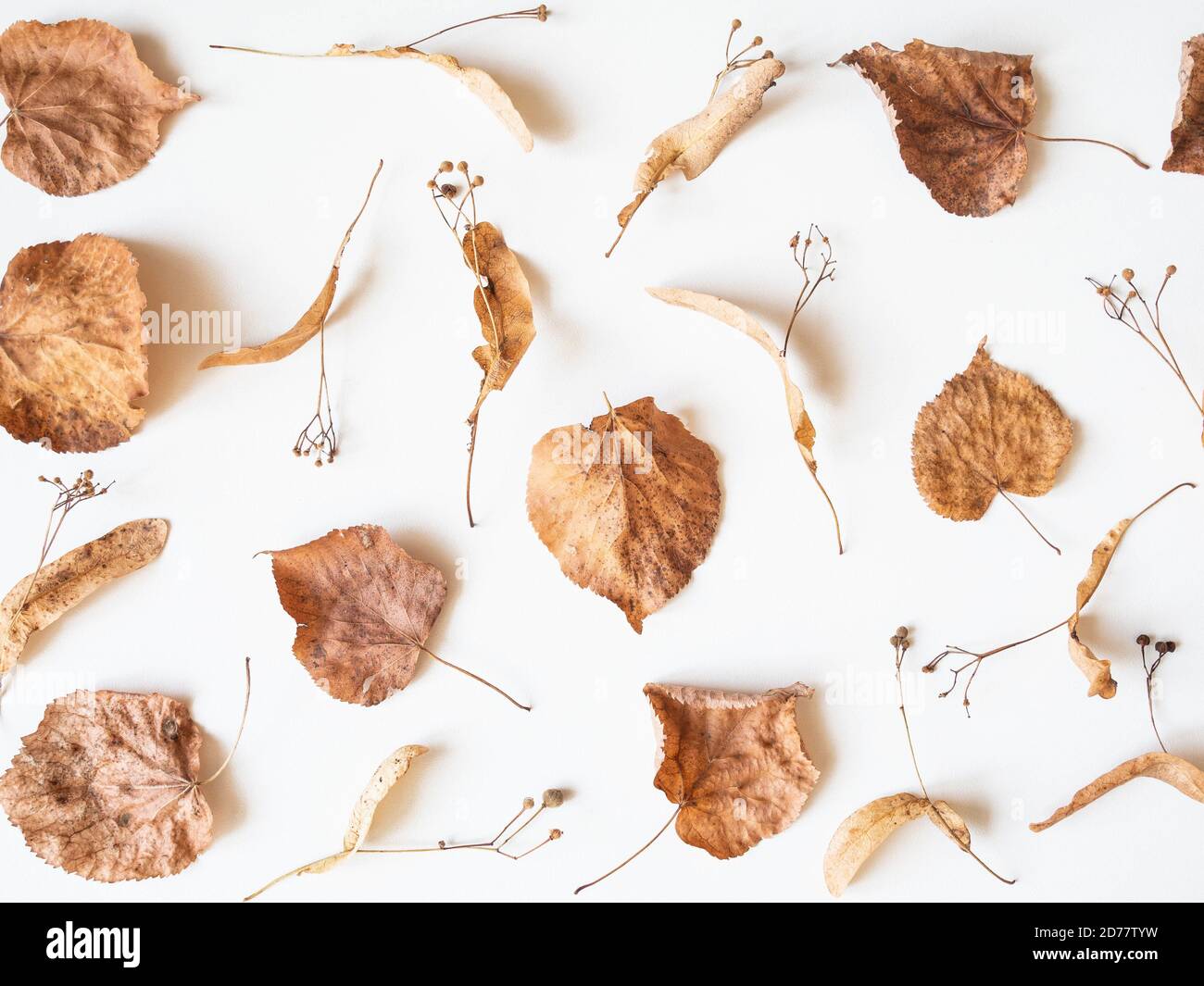 Composizione autunnale. Foglie di tiglio e fiori secchi su sfondo bianco. Concetto di autunno, autunno, giorno del Ringraziamento. Disposizione piatta, vista dall'alto, Foto Stock