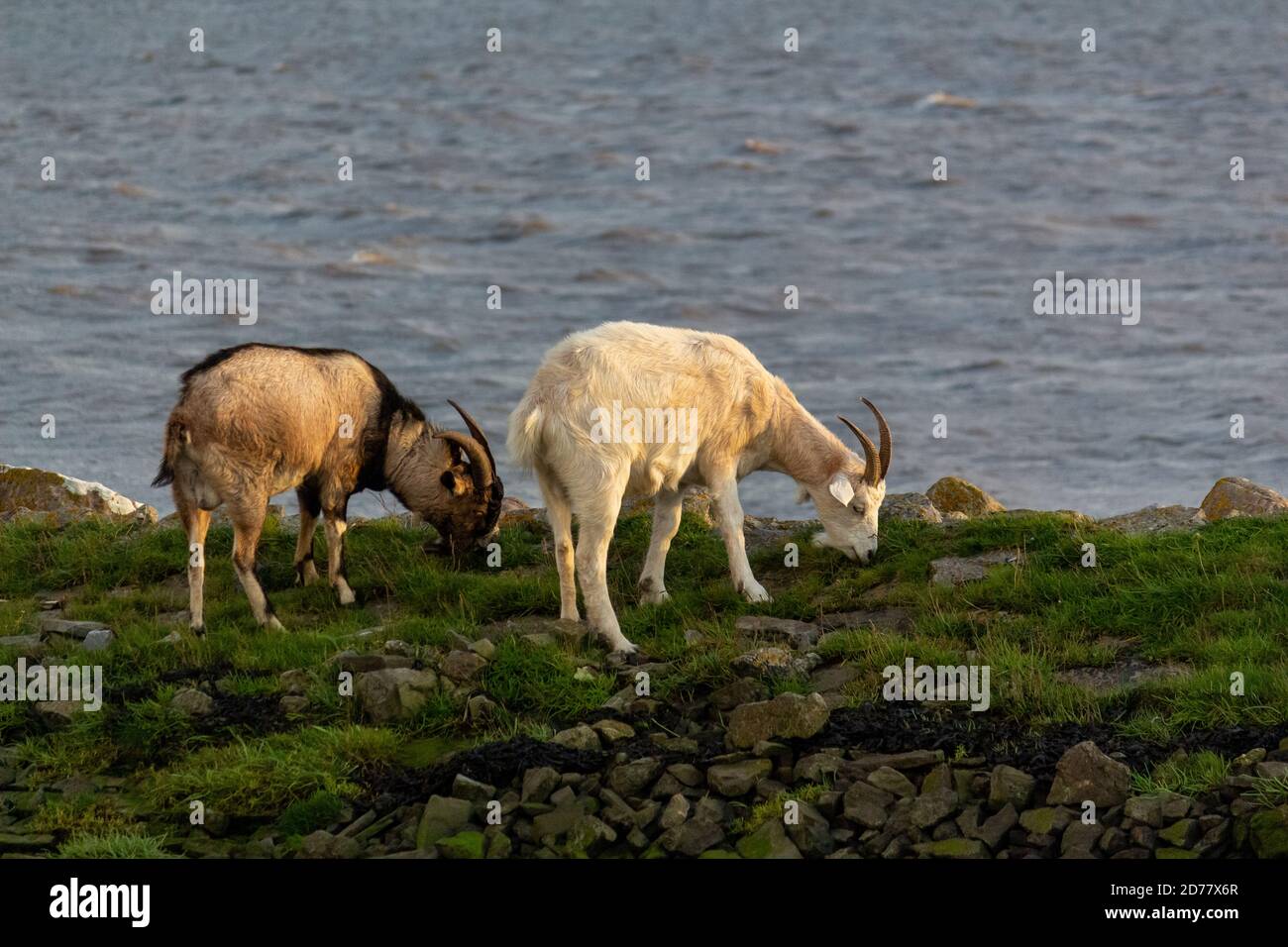 Due capre che pascolano vicino al mare alla luce del sole serale nella contea di Kerry, Irlanda Foto Stock