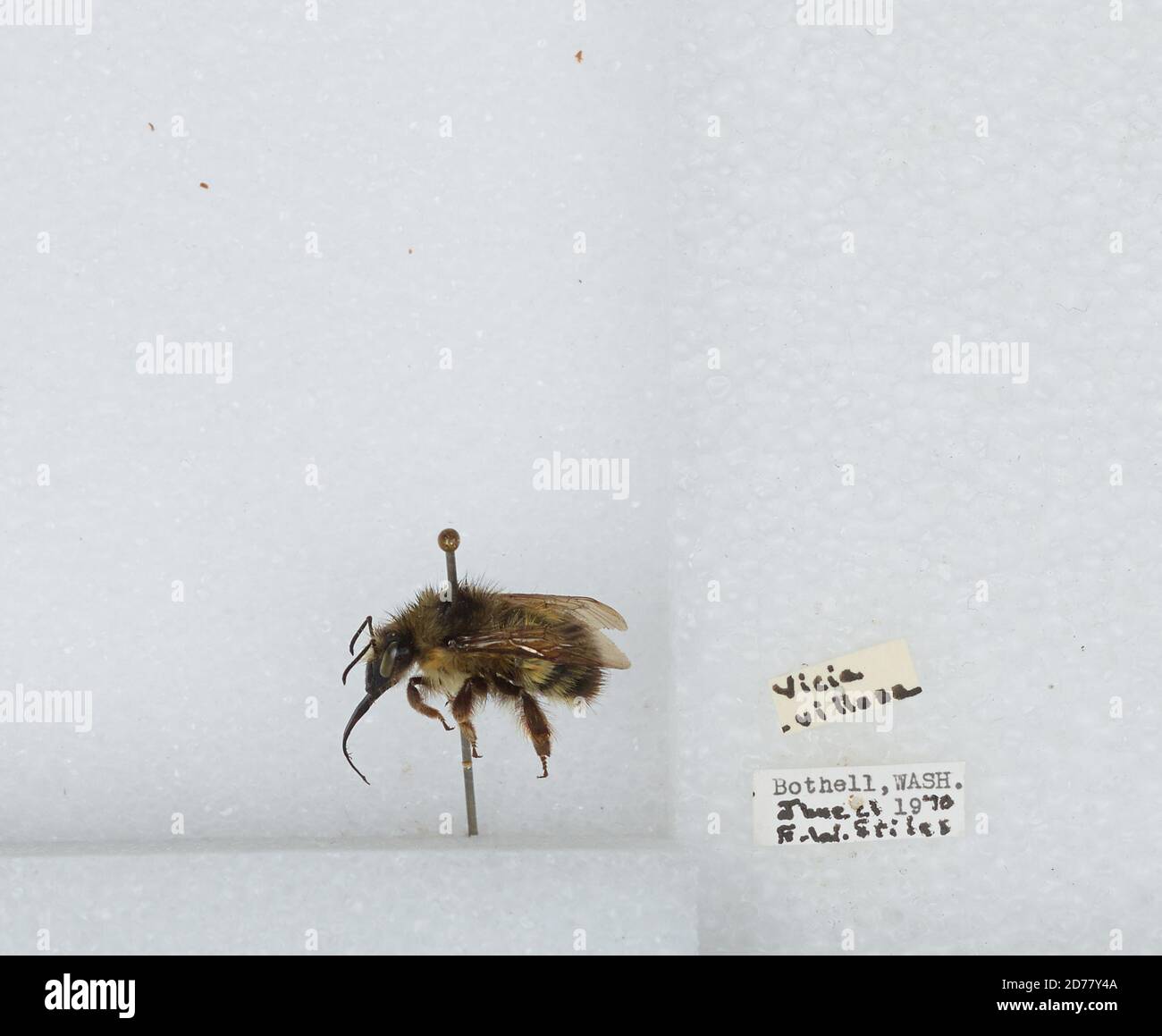 Bothell, King, Washington, Stati Uniti, Bombus (Pyrobombus) flavifrons Cresson, 1863, Animalia, Arthropoda, Insecta, Hymenoptera, Apidi, Apidae Foto Stock
