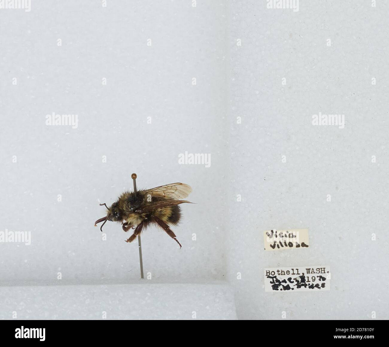Bothell, King, Washington, Stati Uniti, Bombus (Pyrobombus) flavifrons Cresson, 1863, Animalia, Arthropoda, Insecta, Hymenoptera, Apidi, Apidae Foto Stock