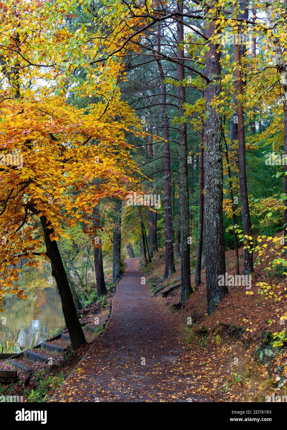 Colori autunnali su fogliame di boschi a Loch Dunmore in Faskally Wood vicino Pitlochry in Perthshire, Scozia, Regno Unito Foto Stock