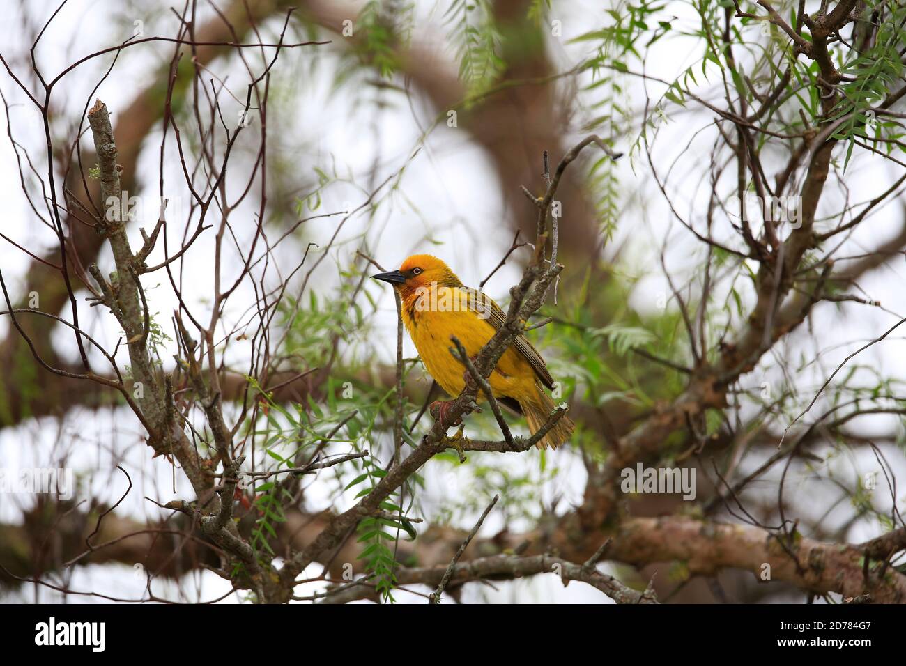 Capo Weaver, Ploceus capensis, in scrub, Sudafrica Foto Stock