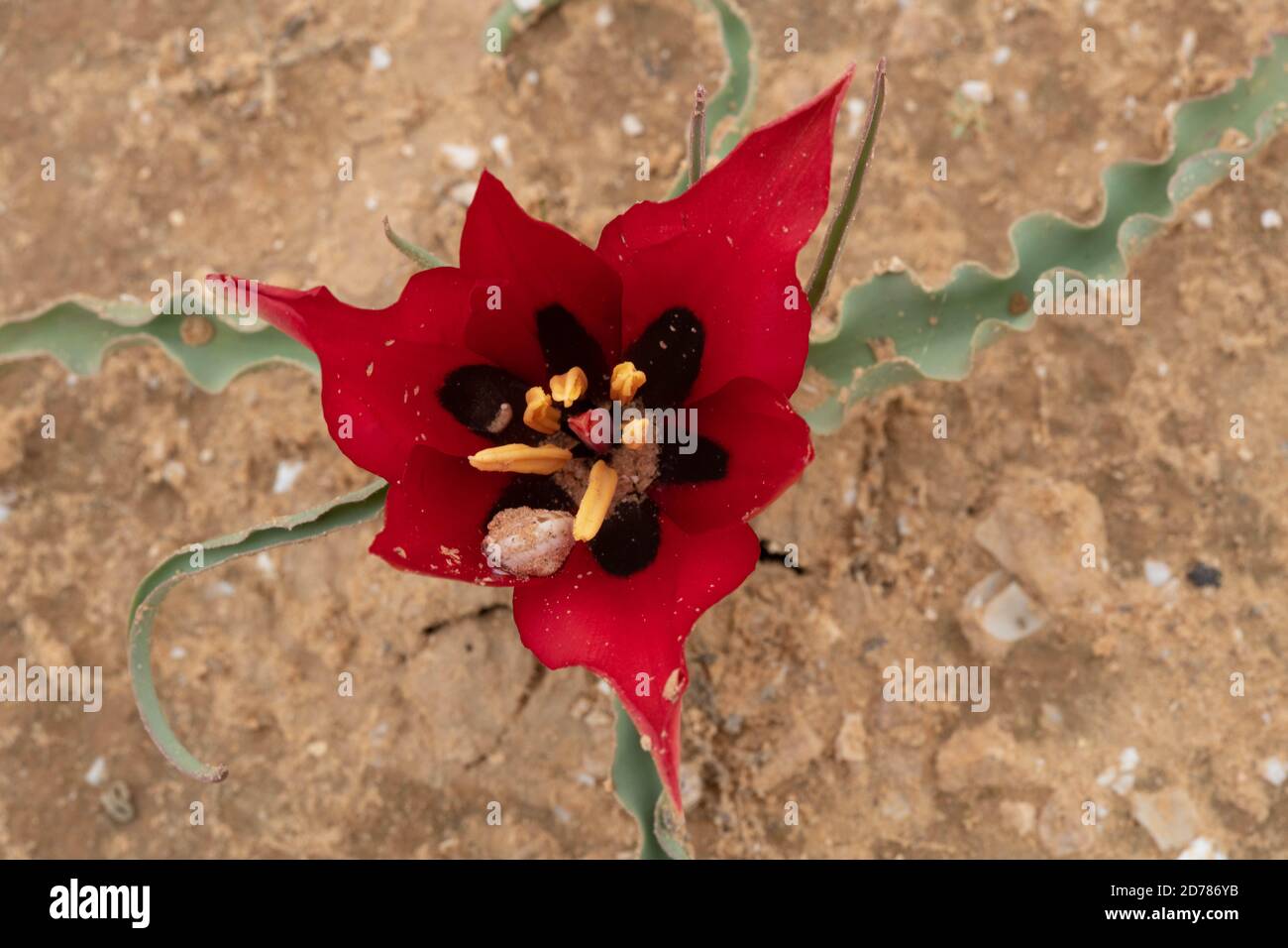 Blowing Wild Desert Tulip (Tulipa sistola) Fotografato a Wadi Zin, Negev, Israele nel mese di marzo Foto Stock