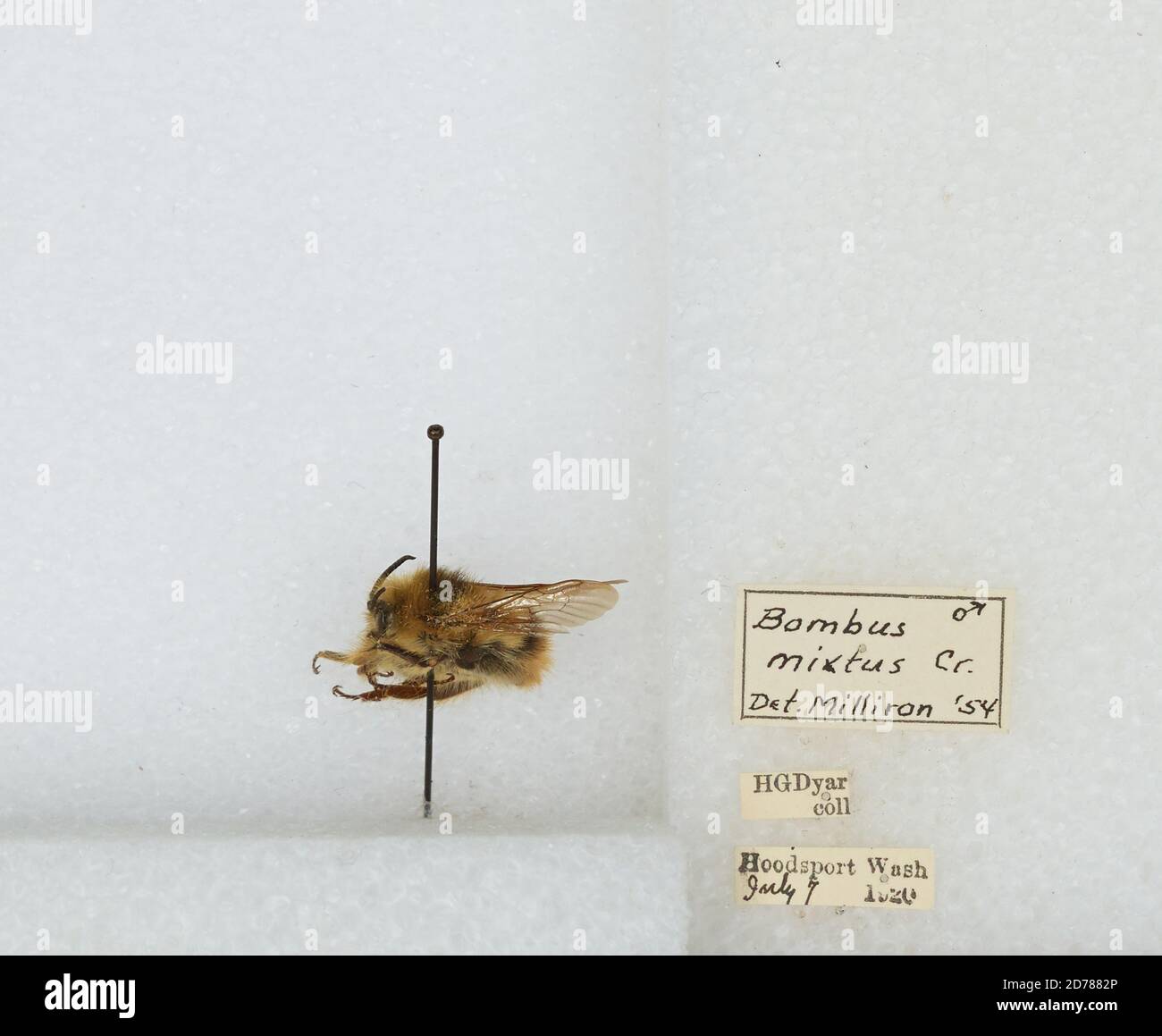 Hoodsport, Mason, Washington, Stati Uniti, Bombus (Pyrobombus) mixtus Cresson, 1878, Animalia, Arthropoda, Insecta, Hymenoptera, Apidi, Apiae Foto Stock