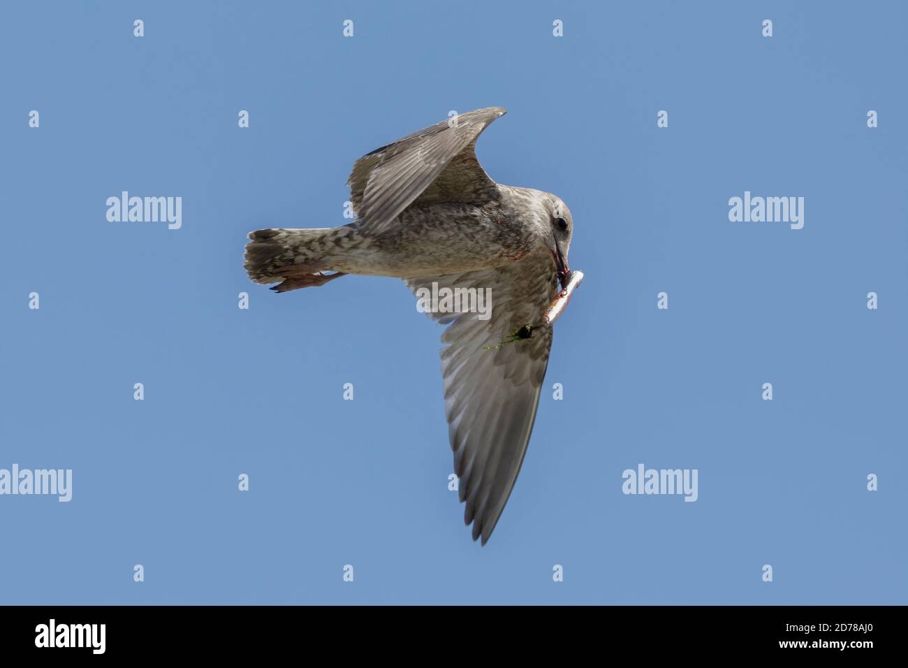 Gabbiano giovanile di aringa (Larus argentatus) catturato su un lures di plastica da pesca chiodato ganci che è stato scartato in mare da un pescatore. Foto Stock