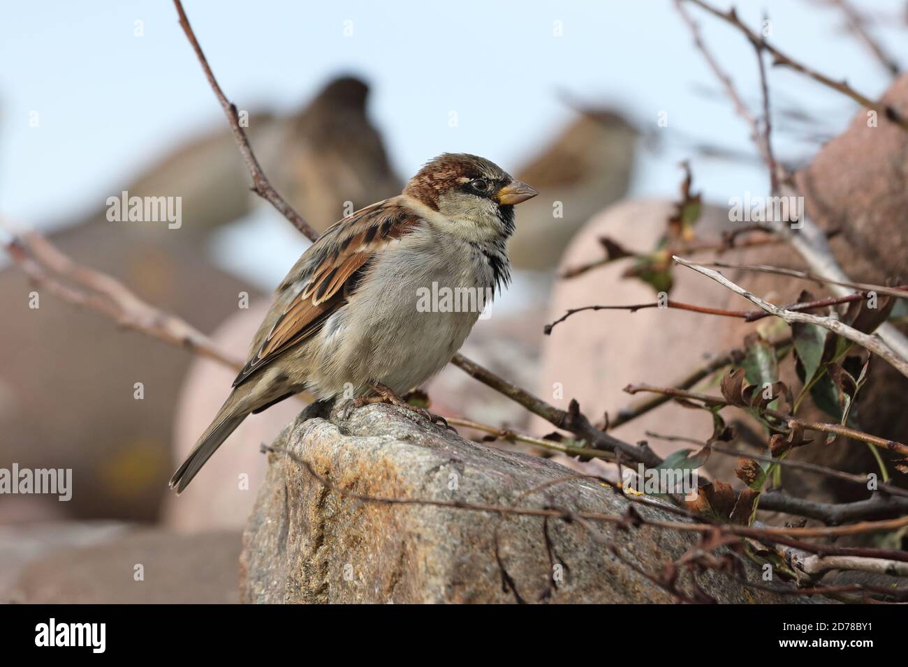 Maschio Casa Sparrow (Passer domesticus), Regno Unito Foto Stock