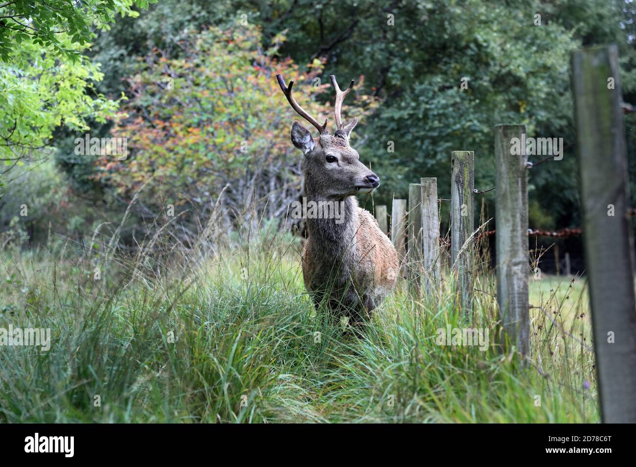 Giovane cervo rosso (Cervus elaphus) Stag, Scozia, Regno Unito Foto Stock