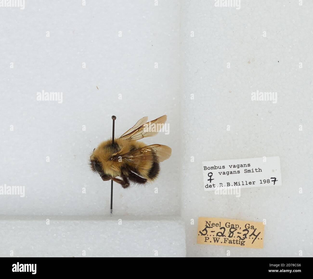 Neels Gap, Union, Georgia, Stati Uniti, Bombus (Pyrobombus) vagans Smith, Animalia, Arthropoda, Insecta, Hymenoptera, Apidi, Apiae Foto Stock