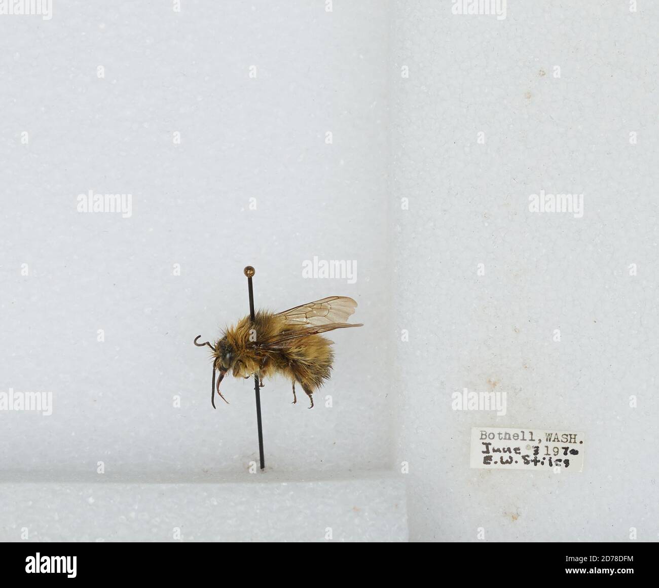 Bothell, King, Washington, Stati Uniti, Bombus (Pyrobombus) sitkensis Nylander, Animalia, Arthropoda, Insecta, Hymenoptera, Apidi, Aminae Foto Stock