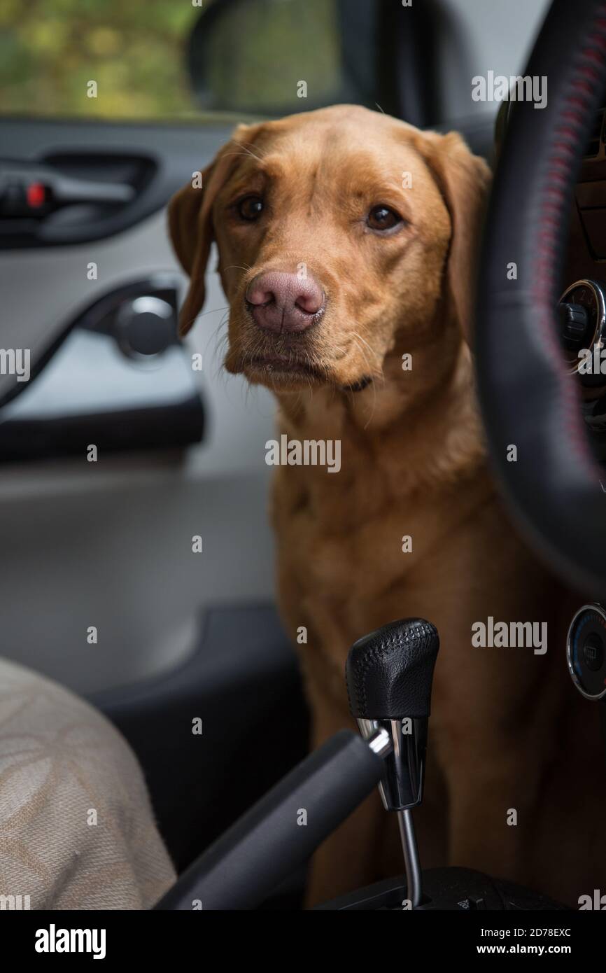 Un cane Labrador Retriever animale domestico seduto nel vano gambe anteriore di una macchina prima di un cane a piedi Foto Stock