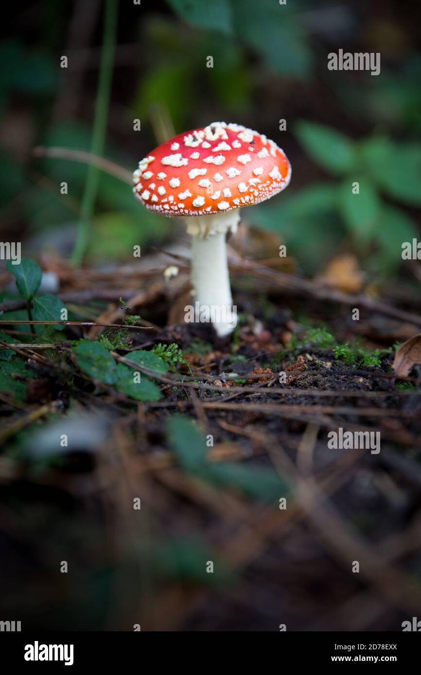 Uno sgabello rosso velenoso capped sul pavimento di bosco con spazio di copia Foto Stock