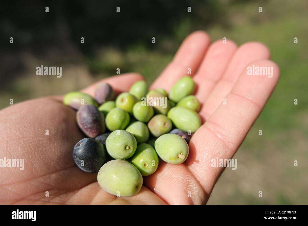 Vista a mano dell'uomo azienda olive italiane raccolte, olio extravergine di oliva produzione Foto Stock