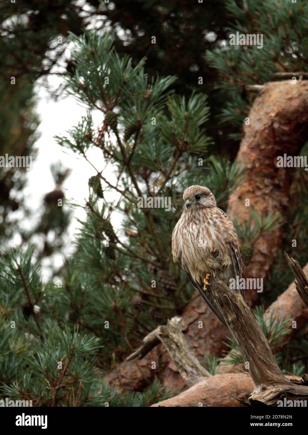 Gheppio giovanile Foto Stock