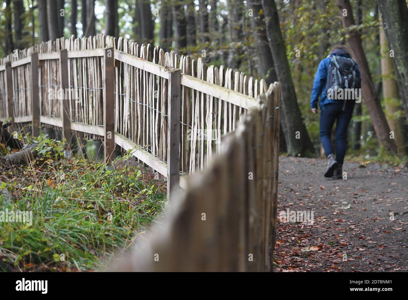 Sassnitz, Germania. 21 Ott 2020. I turisti camminano lungo il sentiero escursionistico (Hochuferweg) lungo la costa calcarea dell'isola del Mar Baltico di Rügen, nel Parco Nazionale di Jasmund vicino a Sassnitz. Presso il National Park Centre Königsstuhl a Rügen sono stati aperti i sentieri avventurosi 'Forest' e 'Chalk' (percorso in alta costa) nello stesso giorno. Secondo il ministero, i costi erano di poco meno di 100,000 euro. Il Jasmund National Park, il più piccolo parco nazionale della Germania, ha la più alta densità di visitatori per ettaro con più di un milione di visitatori all'anno. Credit: Stefan Sauer/dpa-Zentral/dpa/Alamy Live News Foto Stock