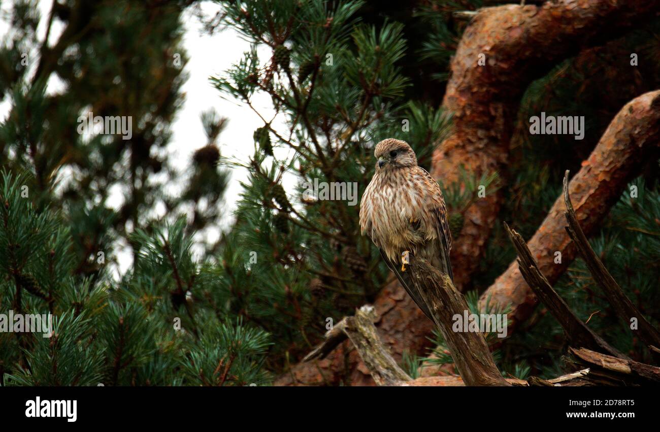 Gheppio giovanile Foto Stock