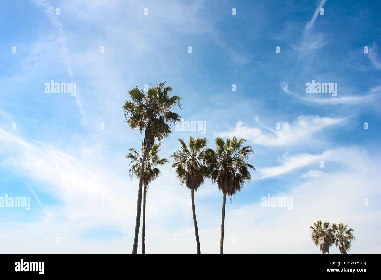 Palme a Venice Beach, Venice Beach, Los Angeles, California, Stati Uniti d'America, Nord America Foto Stock