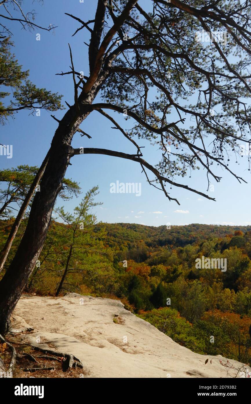 Vista autunnale lungo il sentiero del bordo superiore di Conkle's Hollow, Hocking Hills state Park, Logan, Ohio, USA. Foto Stock