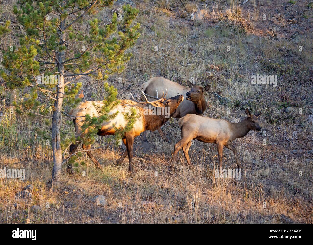 Anatra e vitello Elk Foto Stock