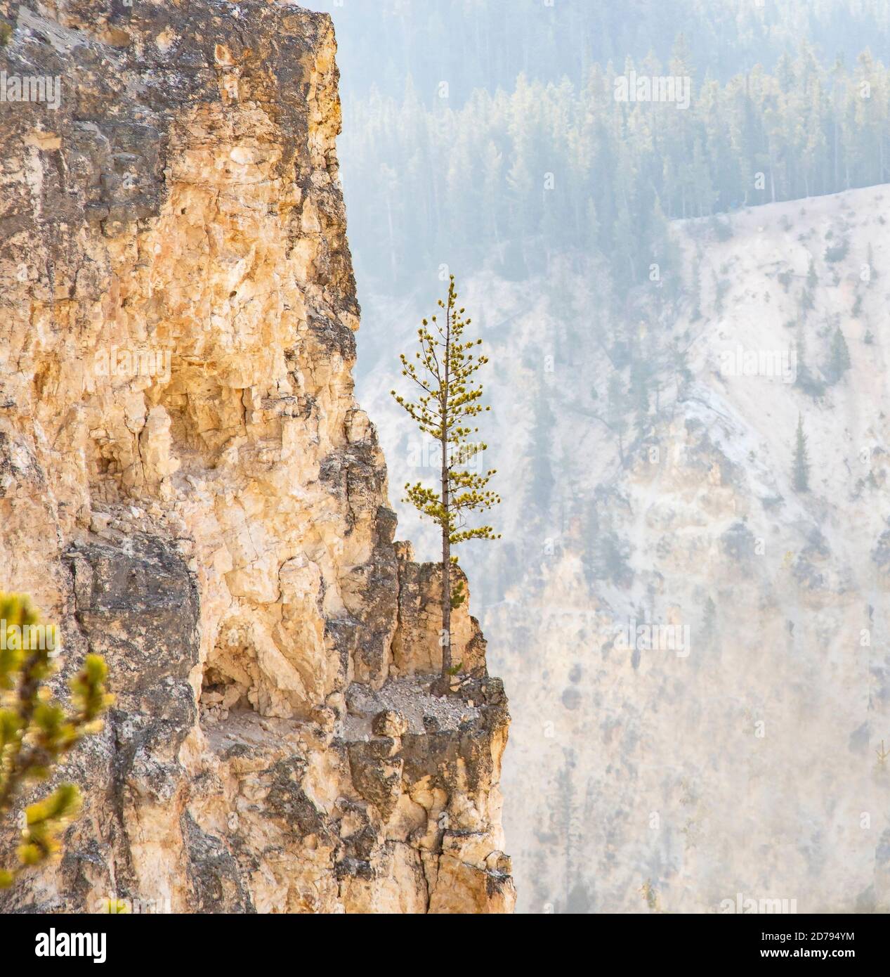 Piccolo pino su Rocky Cliffside Foto Stock