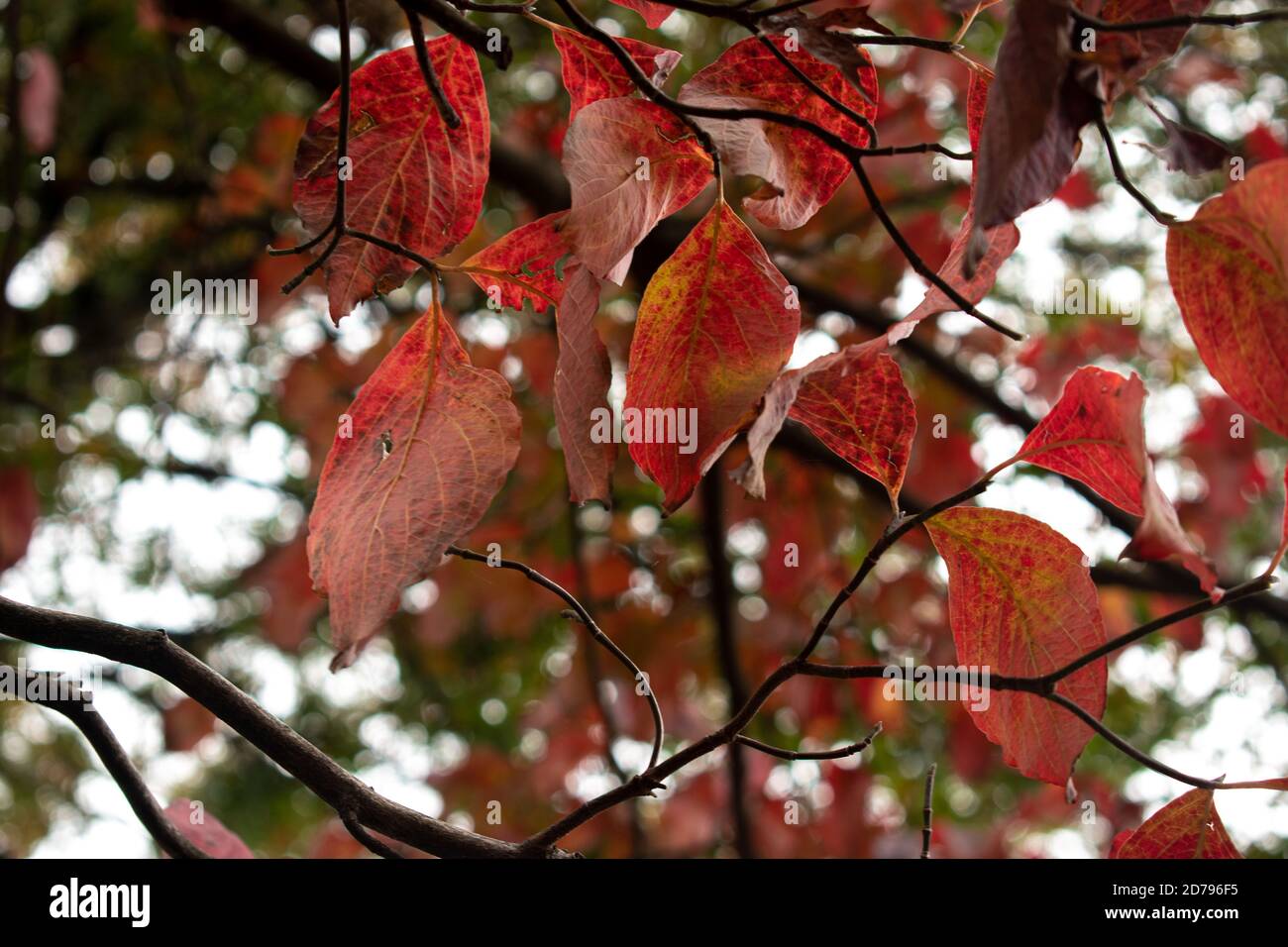 Foglie che cambiano i loro colori in autunno Foto Stock